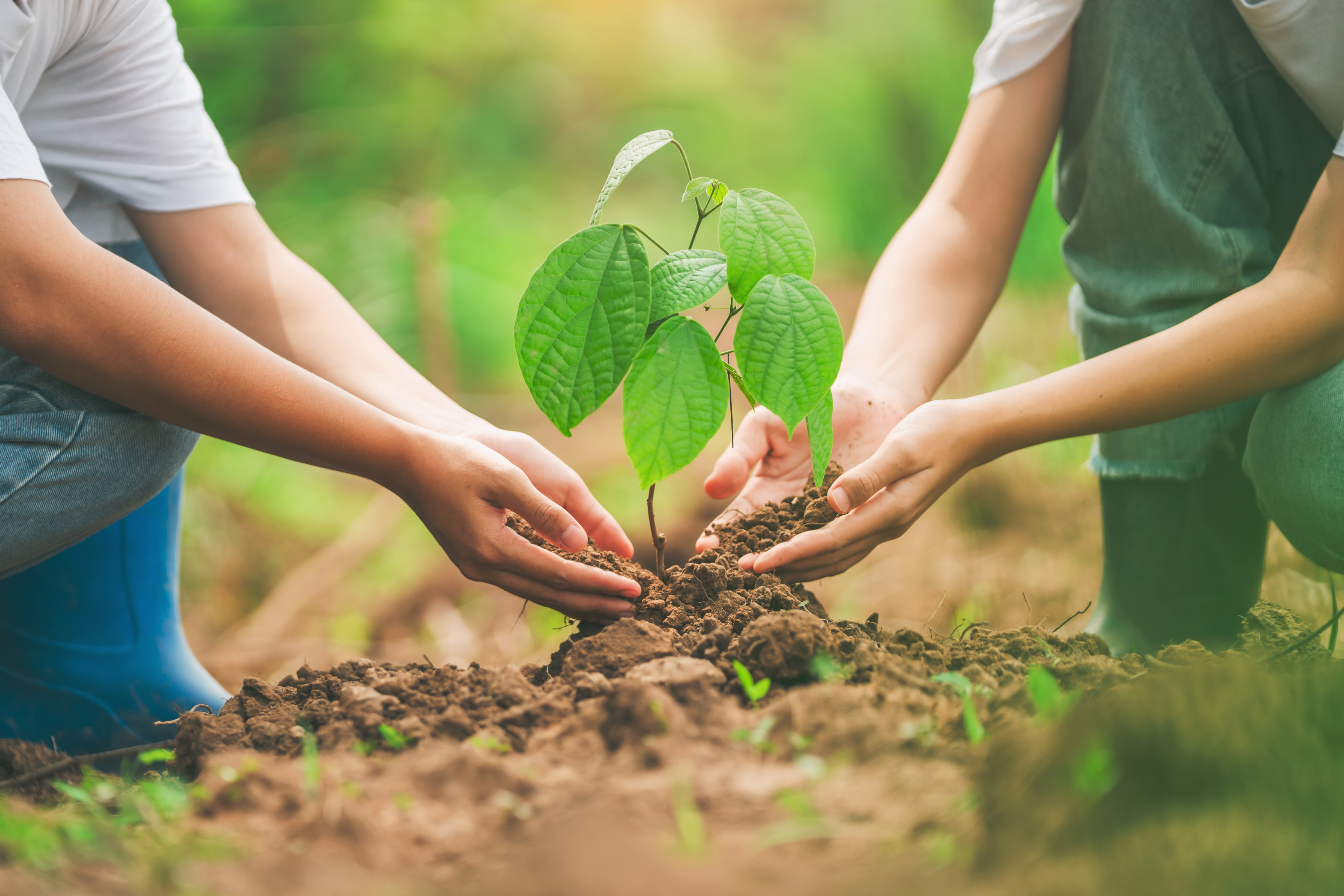 hands of two people planting a sapling in the dirt