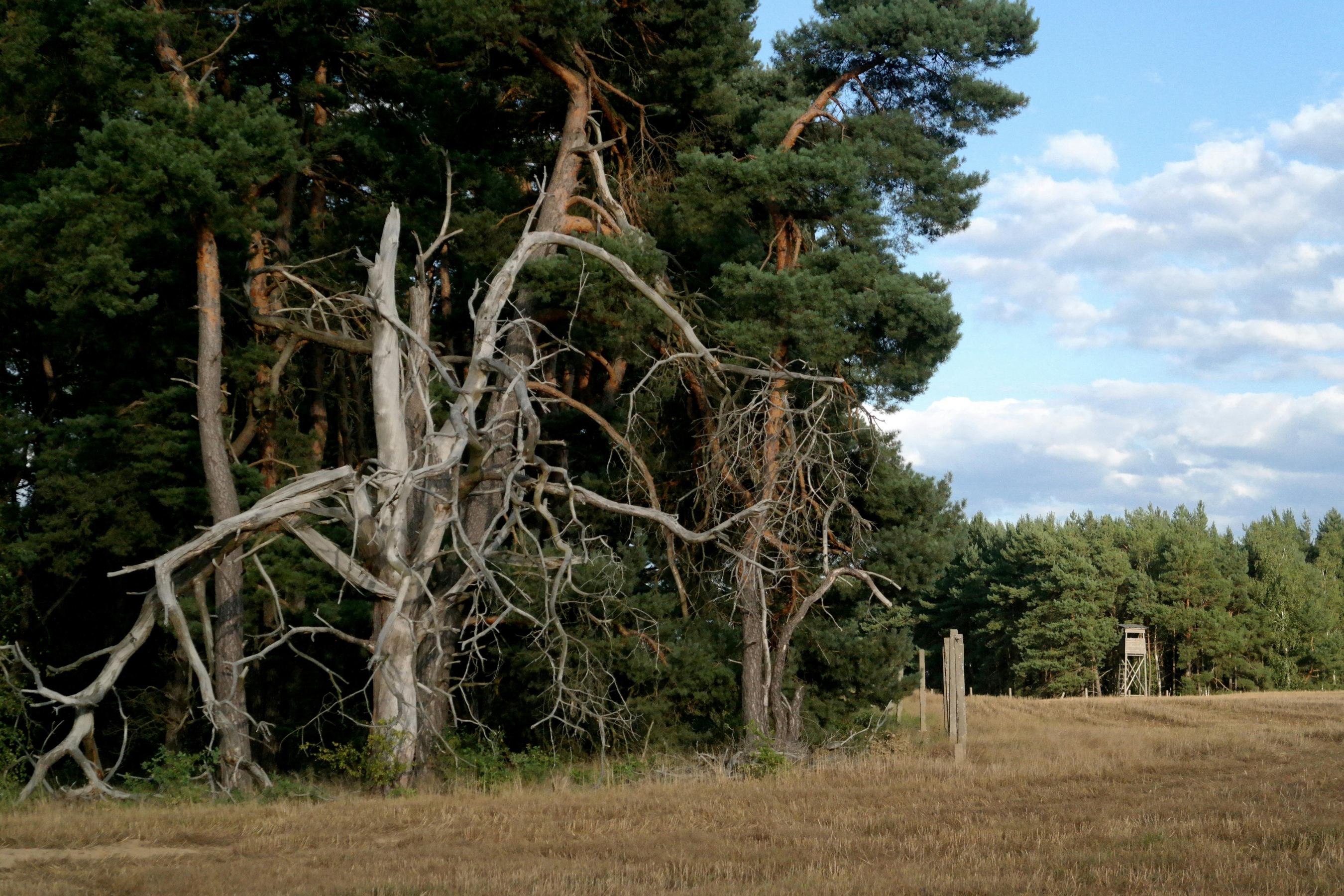 a tall dead tree on the edge of a field