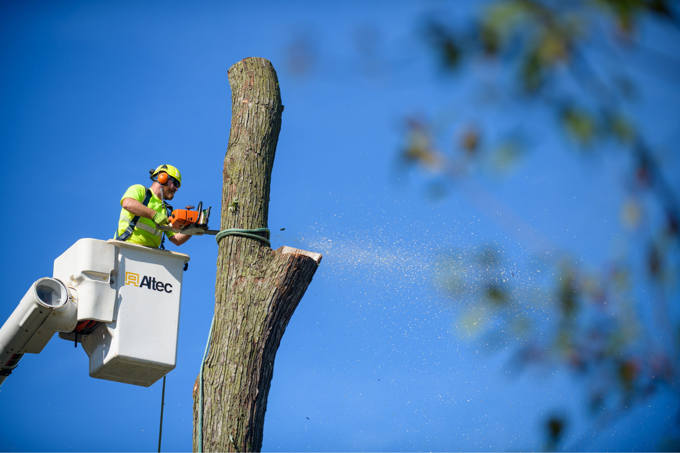 a person in a cherry picker bucket using a chain saw on a tree
