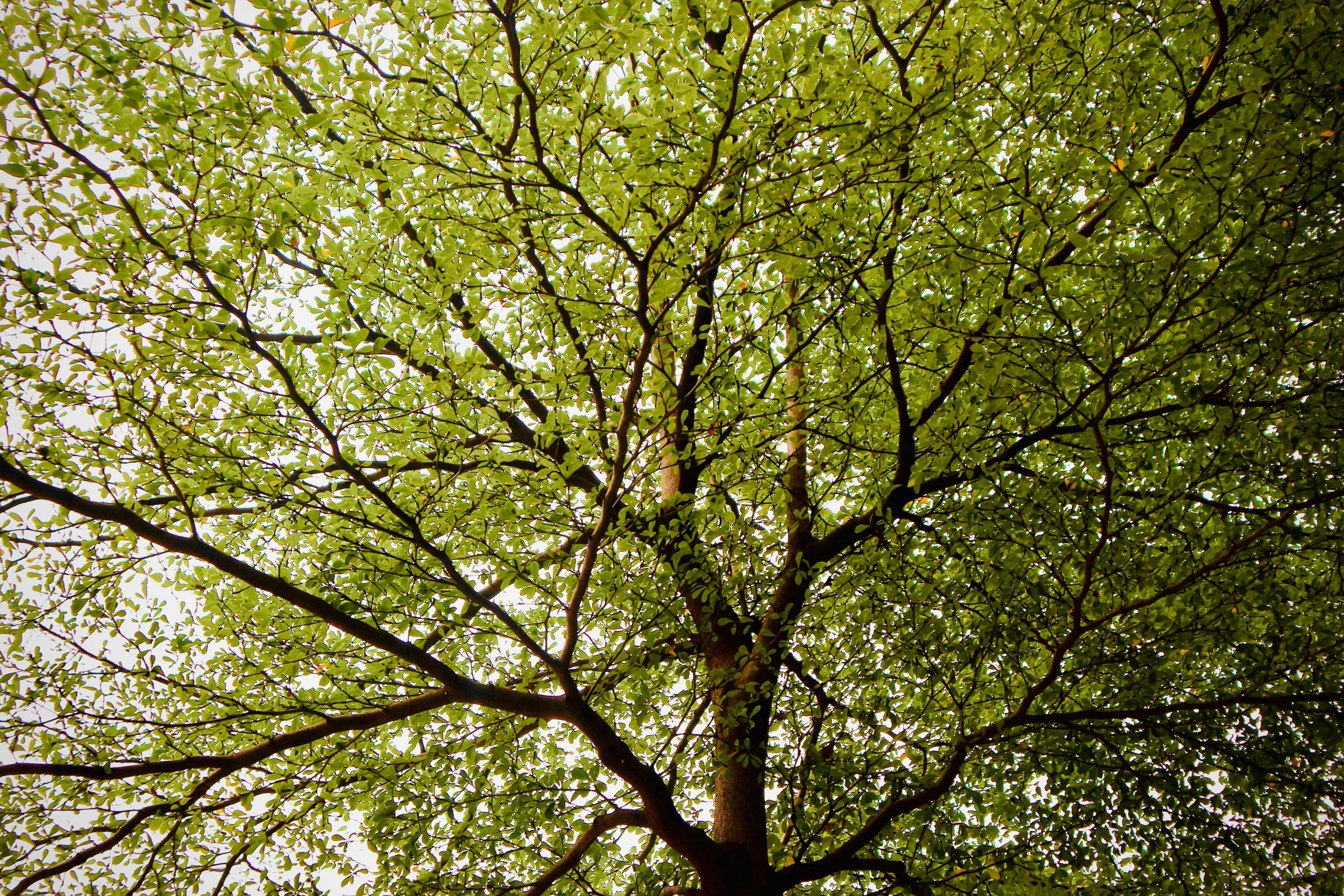 view of green dutch elm tree from underneath