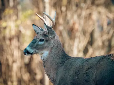 A white-tailed buck with antlers stands in a wooded area.