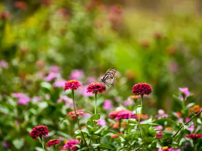 a butterfly resting on a flower in a field of flowers