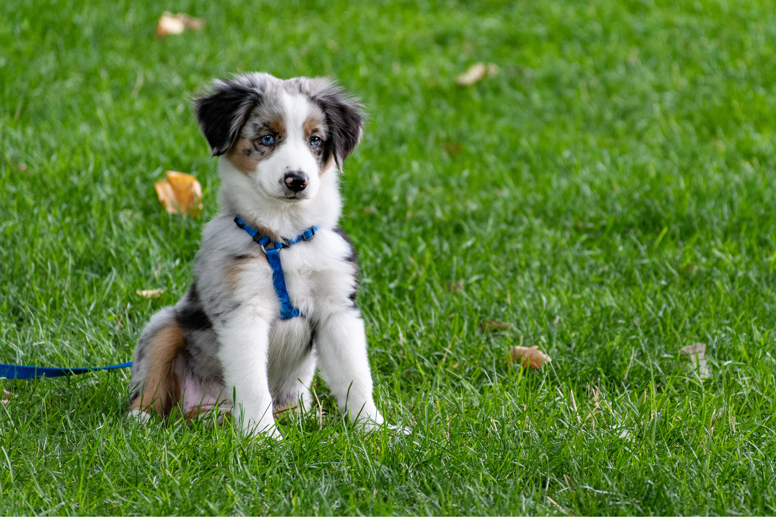 Australian Shepherd puppy with a blue harness and leash sitting in the grass