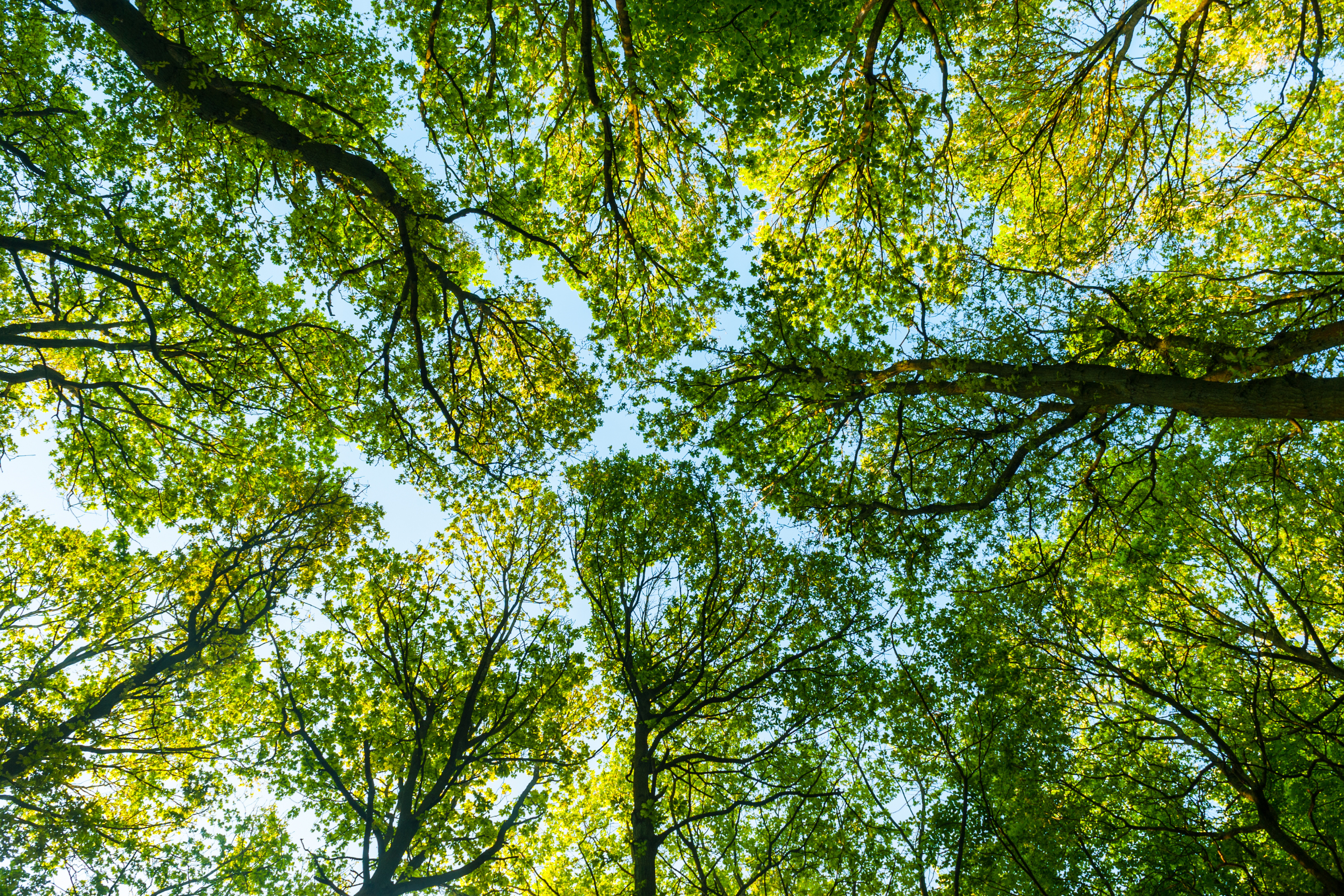 view of multiple green, leafy trees overhead on a sunny day