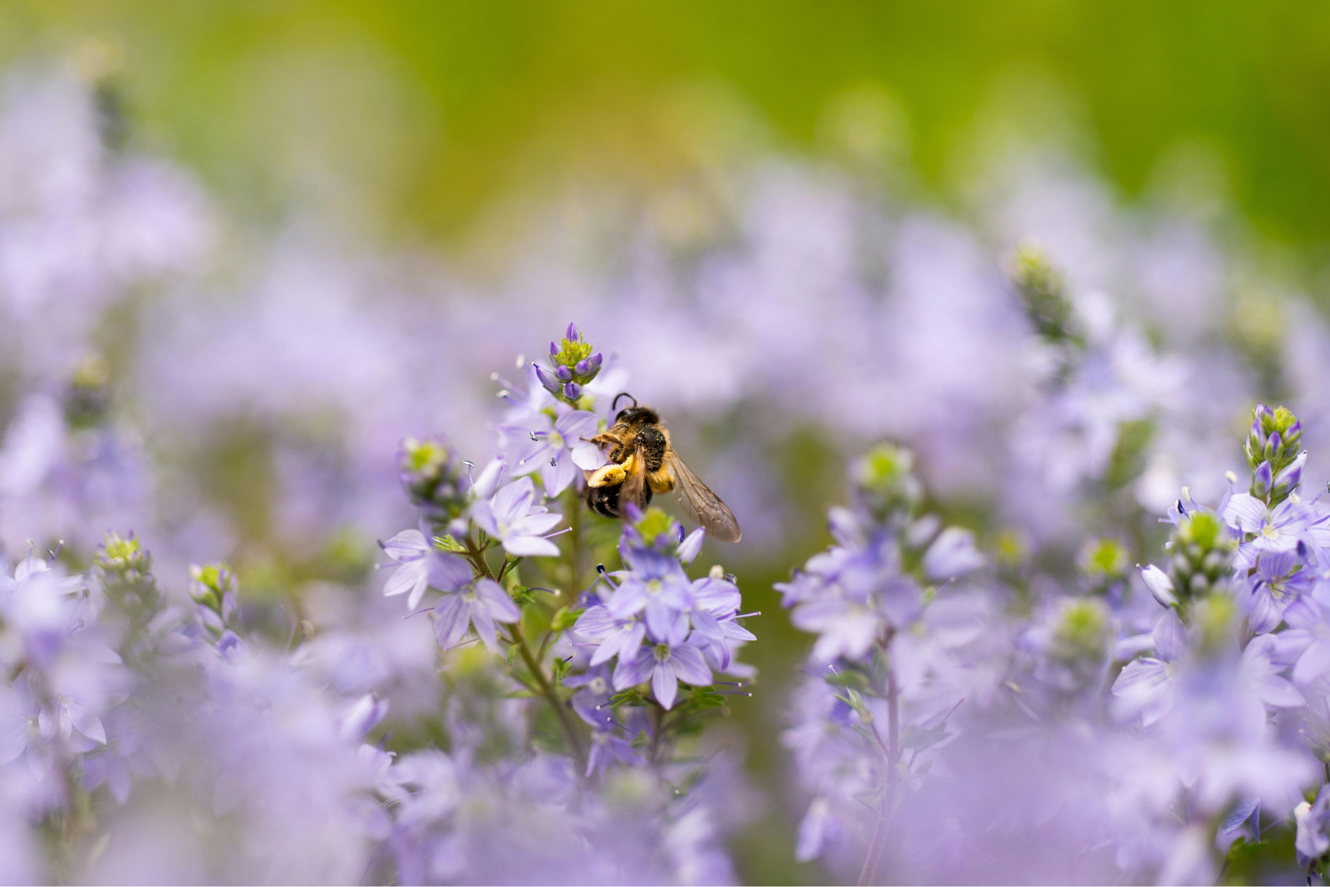 a bumblebee rested on a flower in a field of purple blossoms
