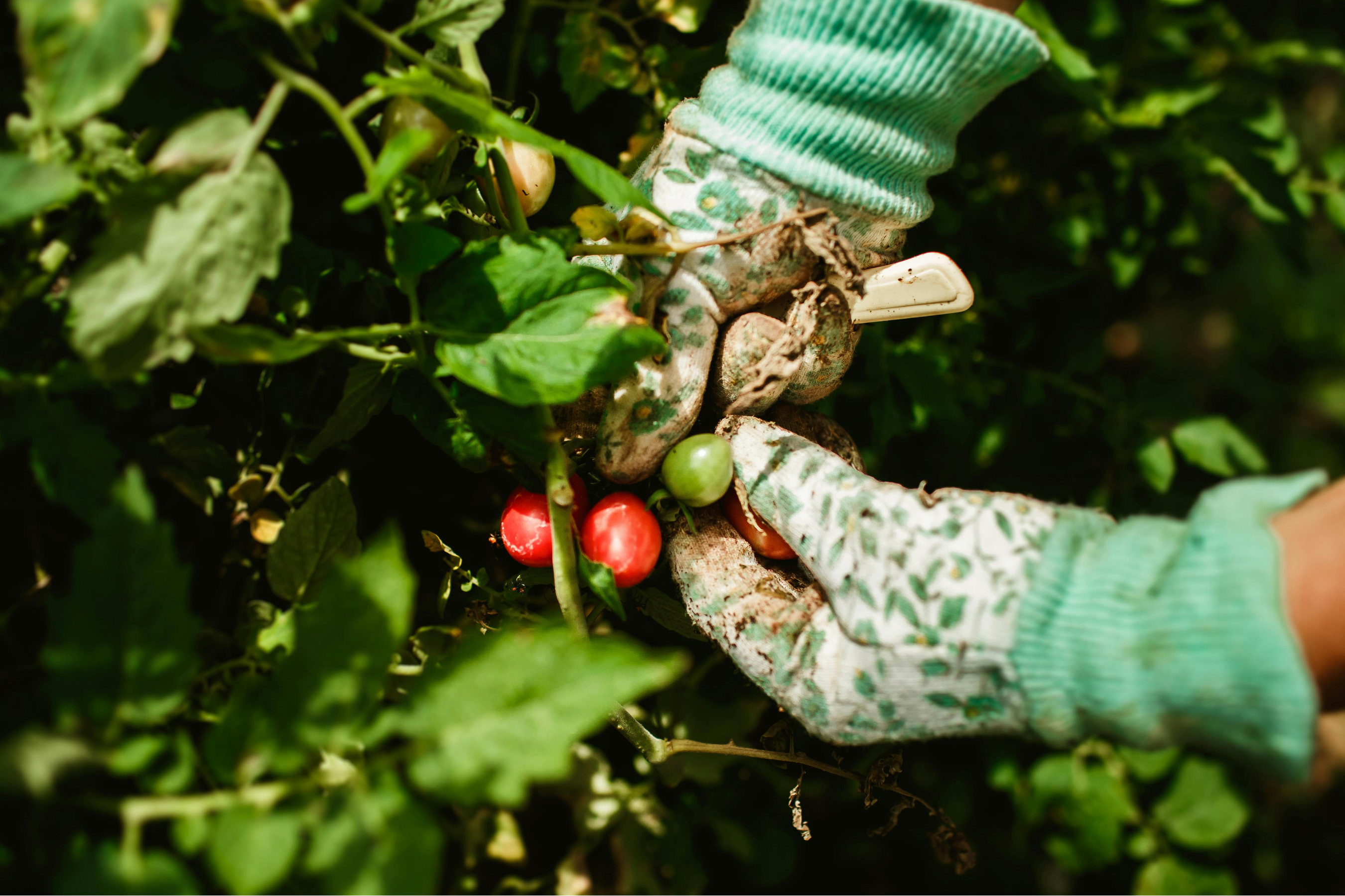gloved hands picking tomatoes from a field of plants
