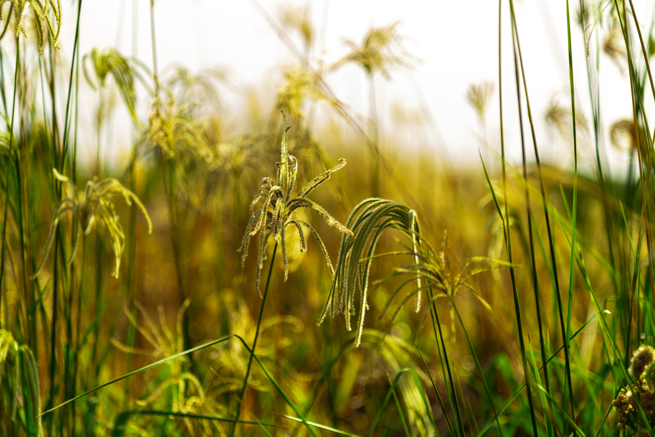 close up view of invasive species in a field of foliage