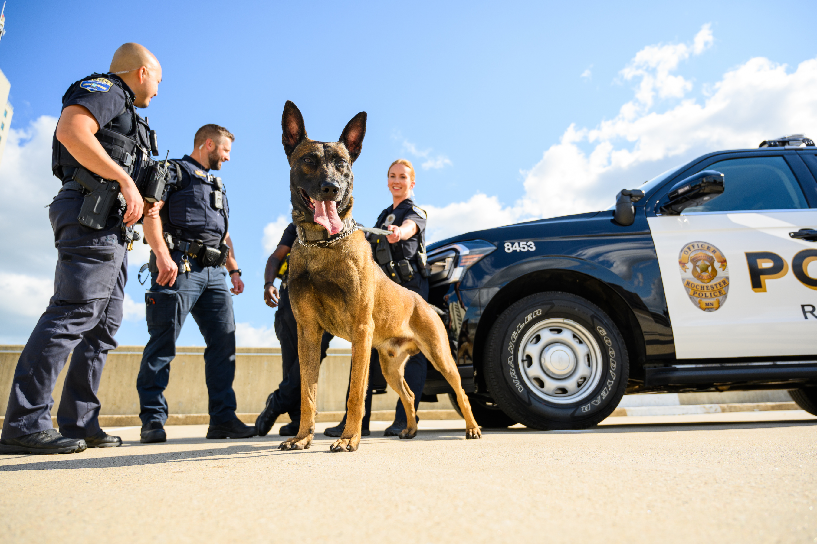 a police k9 looking at the camera with a few officers and a squad car in the background