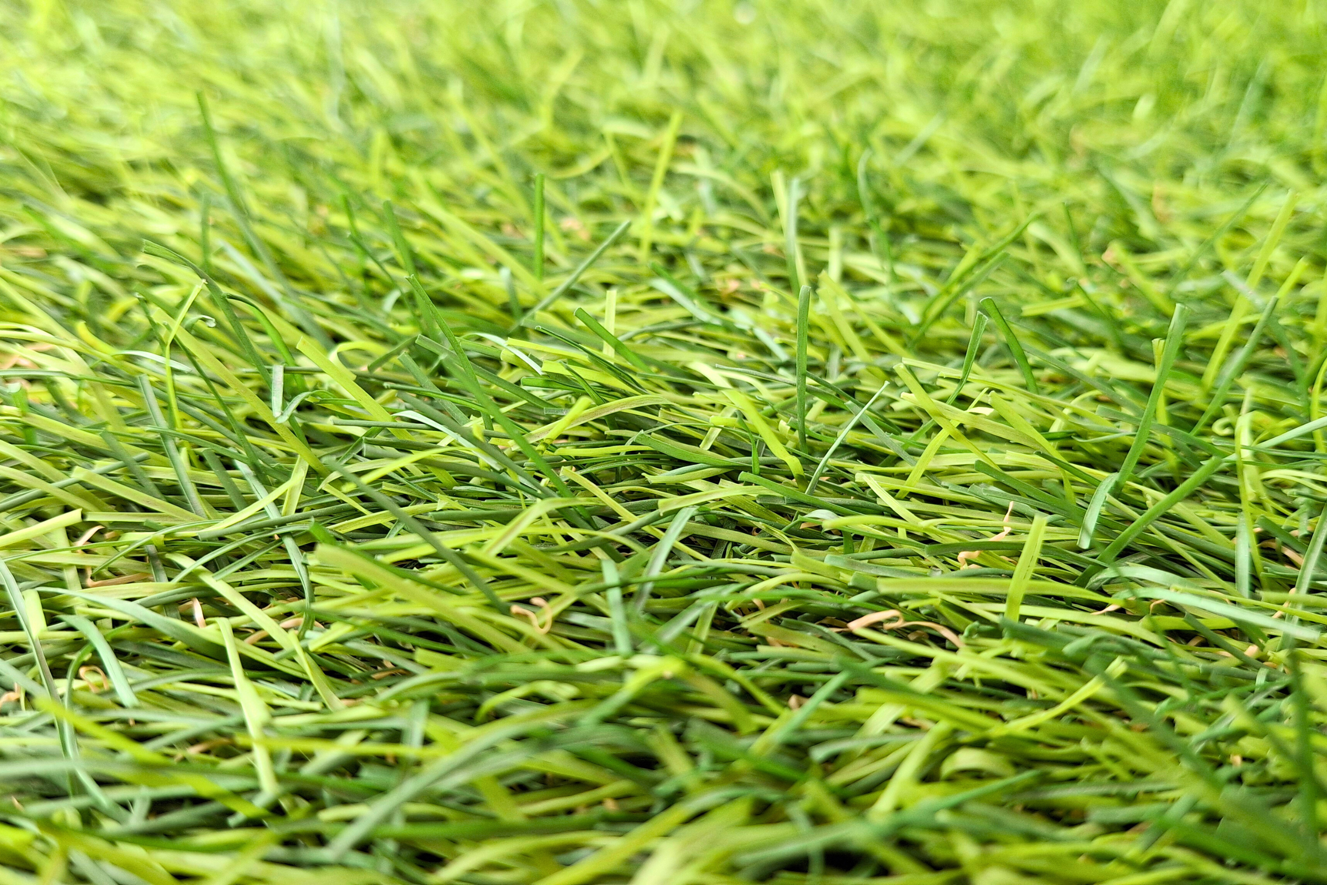 close up view of lush, green grass