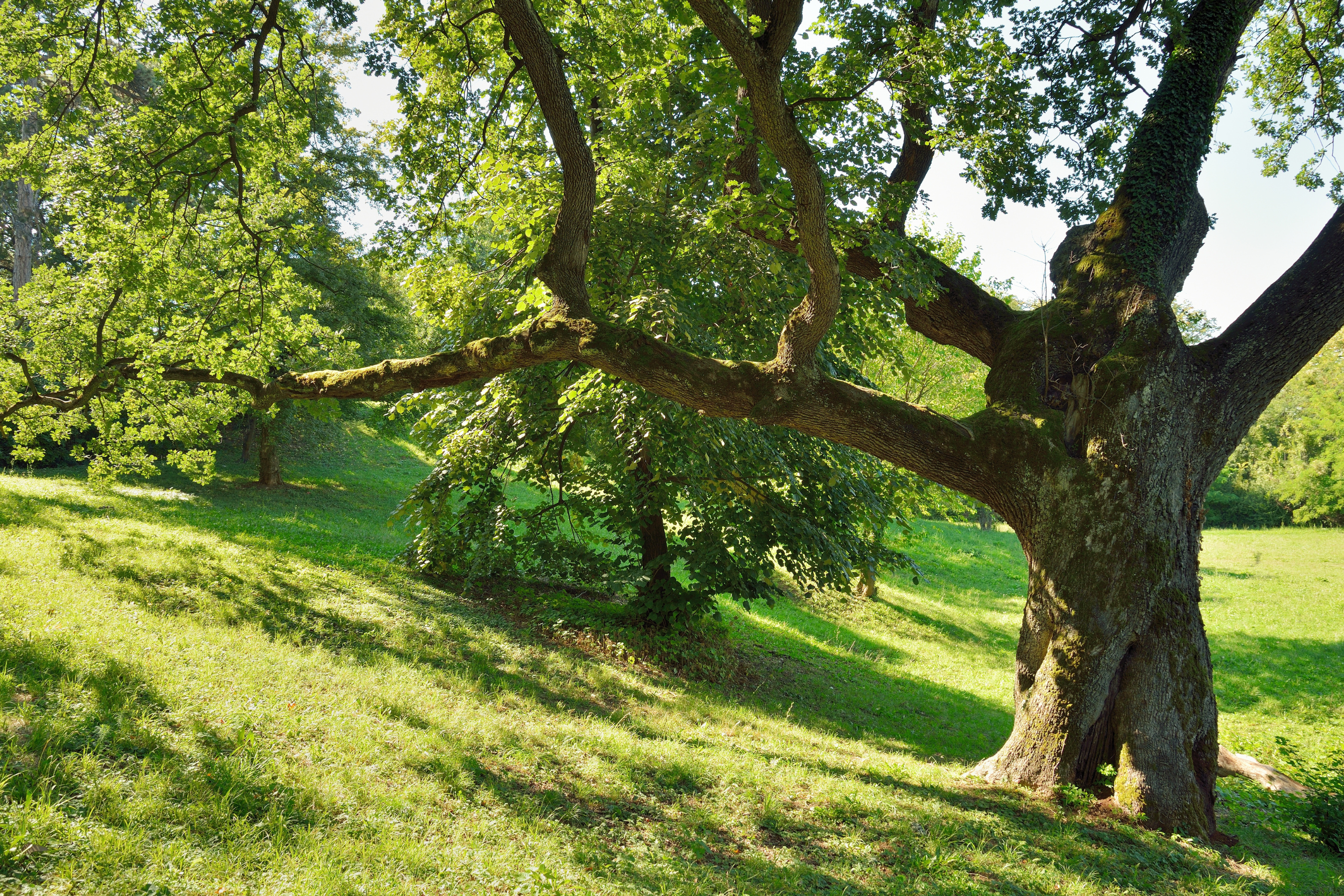 a mature oak tree on a green sprawling hill