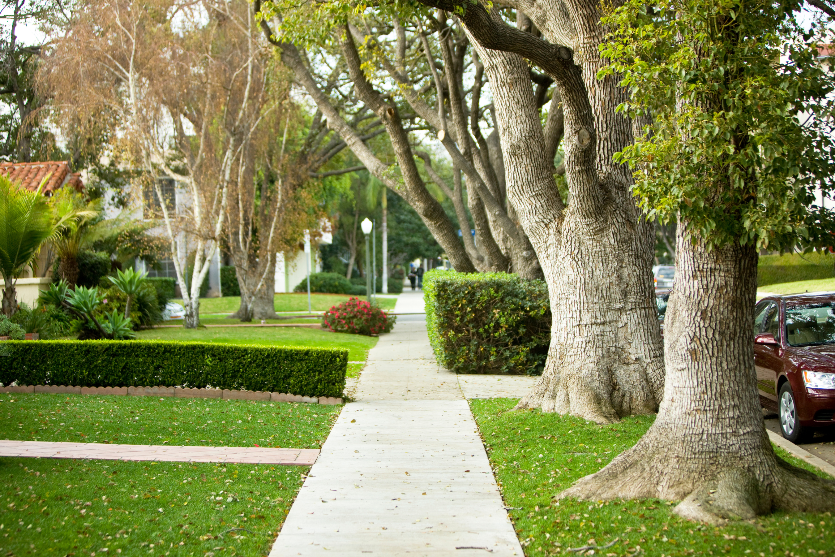 residential sidewalk with trees lining the boulevard