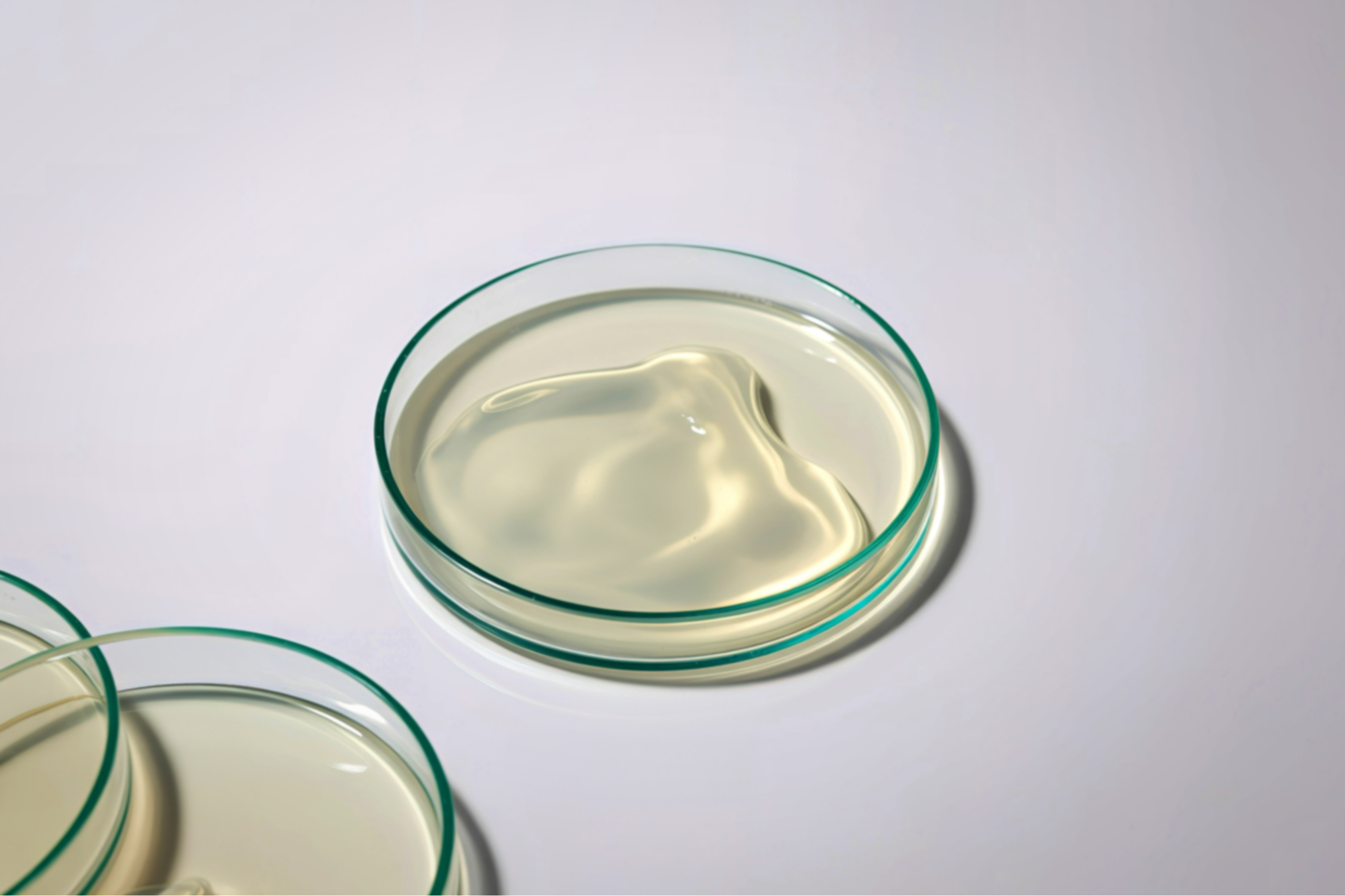 a scientific dish with a gelatinous substance in it