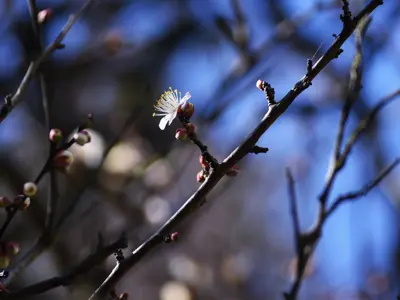 an up close view of a blossom on a tree branch