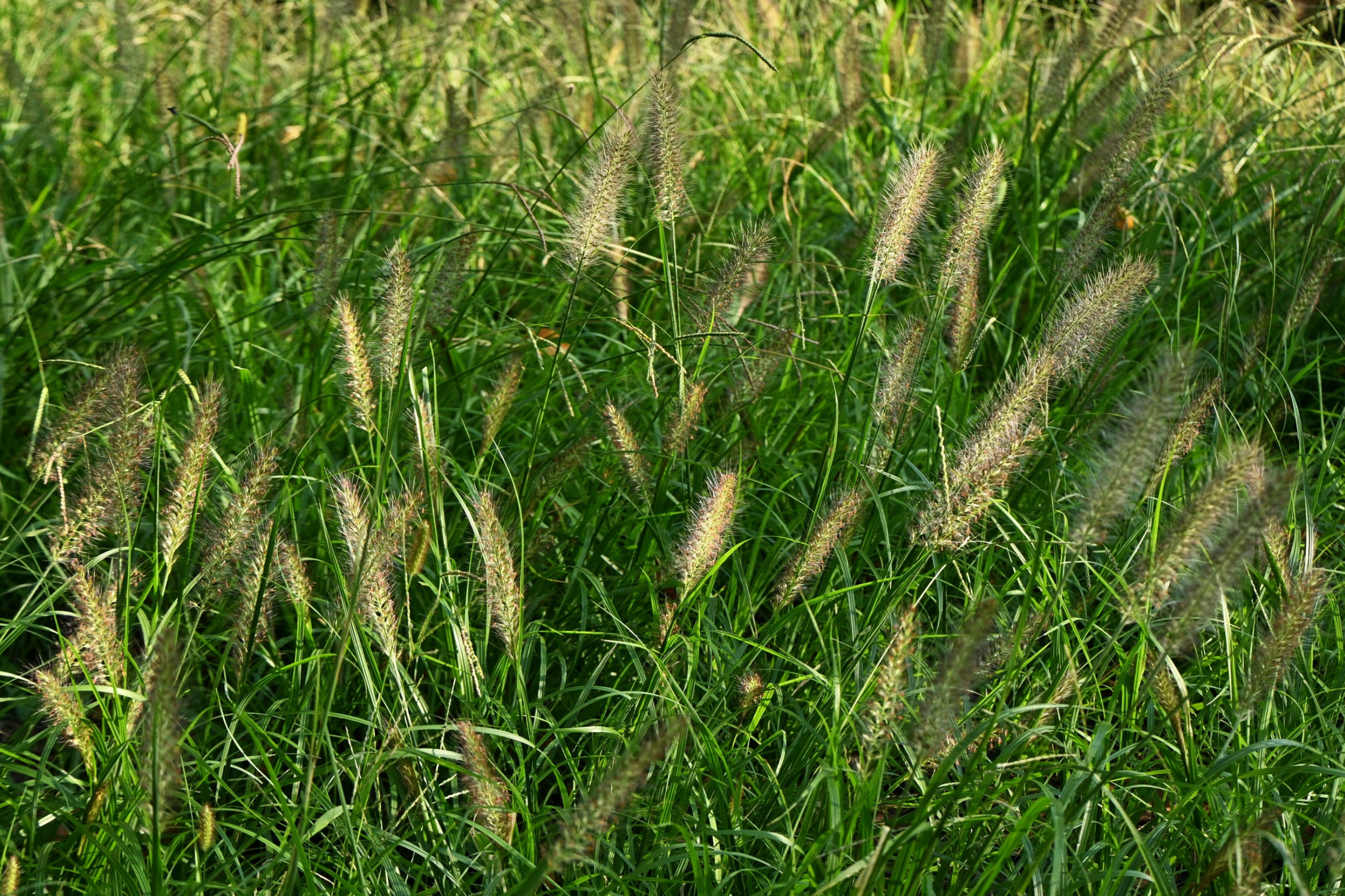 long grass with intermittent weeds